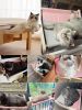 One-Step Cat Bed for Window sill & Bedside;Cat Window Perches ; Sliding Clamping Slot Adjustment Cat Hammock